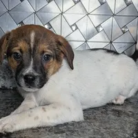 John, a male Jack Russell Terrier and Rat Terrier for sale in Goshen, IN – Photo 2 of 3