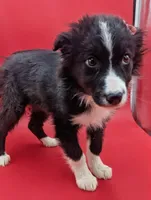 Bailey, a female Border Collie for sale in Goshen, IN – Photo 2 of 2
