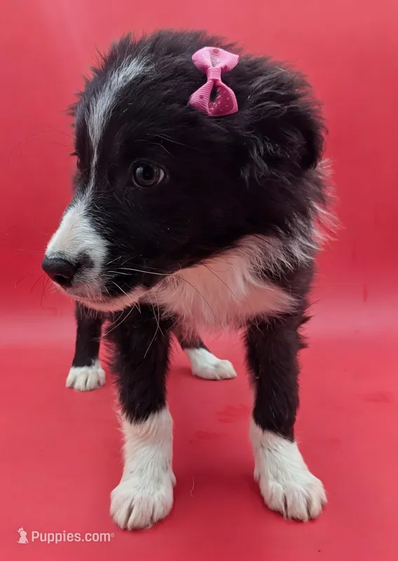 Bailey – Border Collie puppy for sale in Goshen, IN