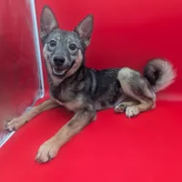 Nina, a female Norwegian Elkhound for sale in Goshen, IN – Photo 1 of 3