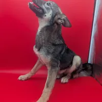 Nina, a female Norwegian Elkhound for sale in Goshen, IN – Photo 2 of 3