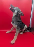 Nina, a female Norwegian Elkhound for sale in Goshen, IN – Photo 2 of 3