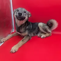 Nina, a female Norwegian Elkhound for sale in Goshen, IN – Photo 3 of 3