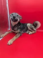 Nina, a female Norwegian Elkhound for sale in Goshen, IN – Photo 3 of 3