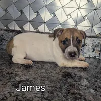 James, a male Jack Russell Terrier for sale in Goshen, IN – Photo 1 of 2