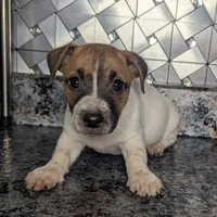 James, a male Jack Russell Terrier for sale in Goshen, IN – Photo 2 of 2