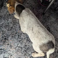 Janice, a female Jack Russell Terrier and Rat Terrier for sale in Goshen, IN – Photo 3 of 3