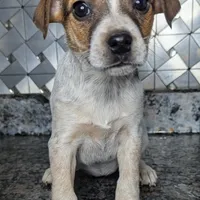 Janice, a female Jack Russell Terrier and Rat Terrier for sale in Goshen, IN – Photo 2 of 3