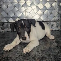 Johnny, a male Jack Russell Terrier for sale in Goshen, IN – Photo 1 of 2