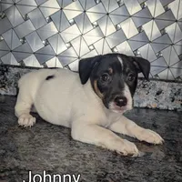 Johnny, a male Jack Russell Terrier for sale in Goshen, IN – Photo 2 of 2