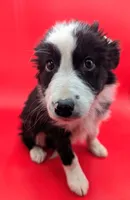 Brittany, a female Border Collie for sale in Goshen, IN – Photo 2 of 2