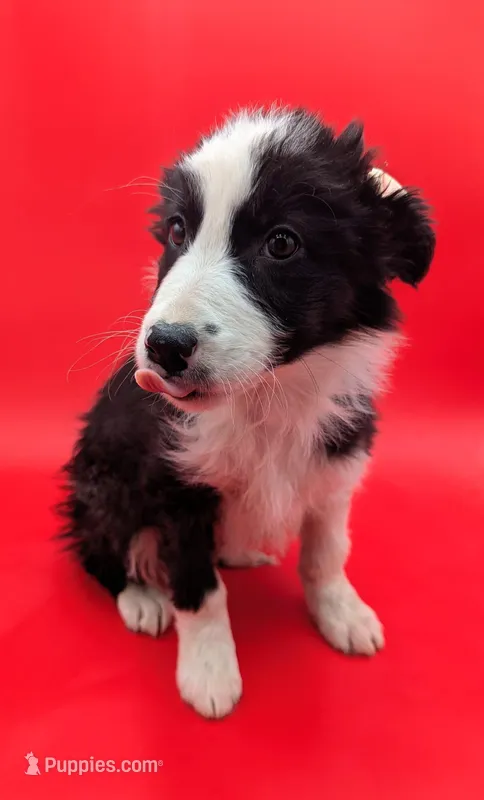 Brittany – Border Collie puppy for sale in Goshen, IN