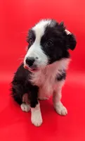 Brittany, a female Border Collie for sale in Goshen, IN – Photo 1 of 2