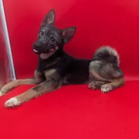 Naomi, a female Norwegian Elkhound for sale in Goshen, IN – Photo 2 of 2