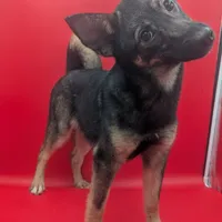 Naomi, a female Norwegian Elkhound for sale in Goshen, IN – Photo 1 of 2