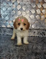 Piper, a female Cavapoo for sale in Goshen, IN – Photo 3 of 3