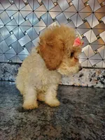 Piper, a female Cavapoo for sale in Goshen, IN – Photo 2 of 3