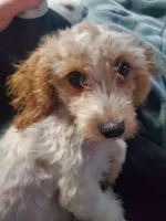 Piper, a female Cavapoo for sale in Goshen, IN – Photo 1 of 3