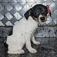 Jenny, a female Jack Russell Terrier and Rat Terrier for sale in Goshen, IN – Photo 2 of 3
