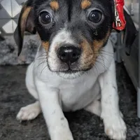 Jenny, a female Jack Russell Terrier and Rat Terrier for sale in Goshen, IN – Photo 1 of 3