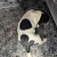 Jenny, a female Jack Russell Terrier and Rat Terrier for sale in Goshen, IN – Photo 3 of 3