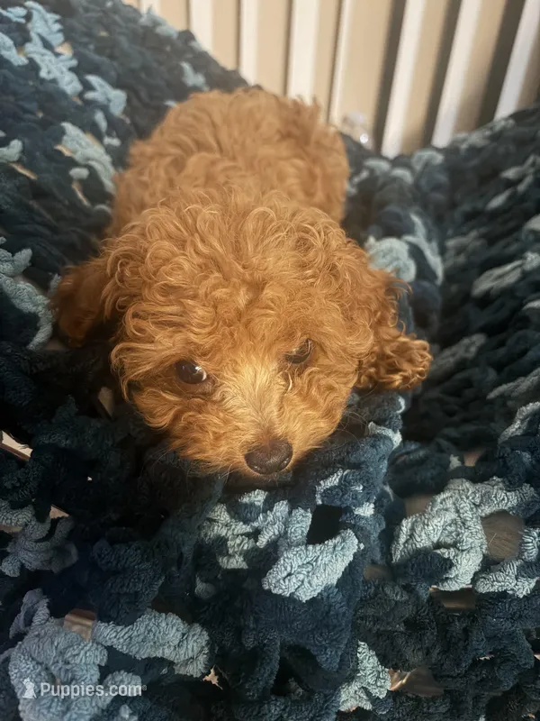 Daisy – Poodle - Toy  puppy for sale in San Francisco, CA
