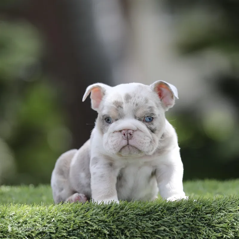 Lilac tri mebg , a female English Bulldog for sale in Hacienda Heights, CA – Photo 1 of 1