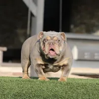 Lilac tebg2, a female English Bulldog for sale in Hacienda Heights, CA – Photo 2 of 3