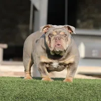 Lilac tebg2, a female English Bulldog for sale in Hacienda Heights, CA – Photo 1 of 3