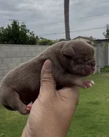 Chocolate tbb , a male American Bully for sale in Hacienda Heights, CA – 1 of 1