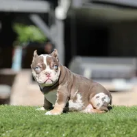 Choco tmbb2 , a male American Bully for sale in Hacienda Heights, CA – Photo 2 of 2