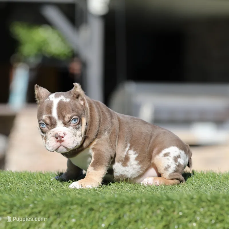 Choco tmbb2  – American Bully puppy for sale in Hacienda Heights, CA