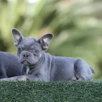Lilac n tan, a female French Bulldog for sale in Hacienda Heights, CA – Photo 1 of 2