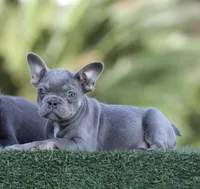 Lilac n tan, a female French Bulldog for sale in Hacienda Heights, CA – Photo 1 of 2