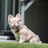 Lilac n tan, a female French Bulldog for sale in Hacienda Heights, CA – Photo 2 of 2