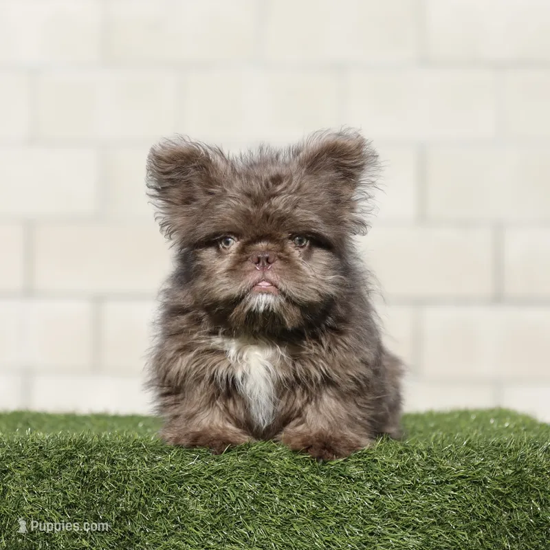 Teddy boy  – French Bulldog puppy for sale in Hacienda Heights, CA