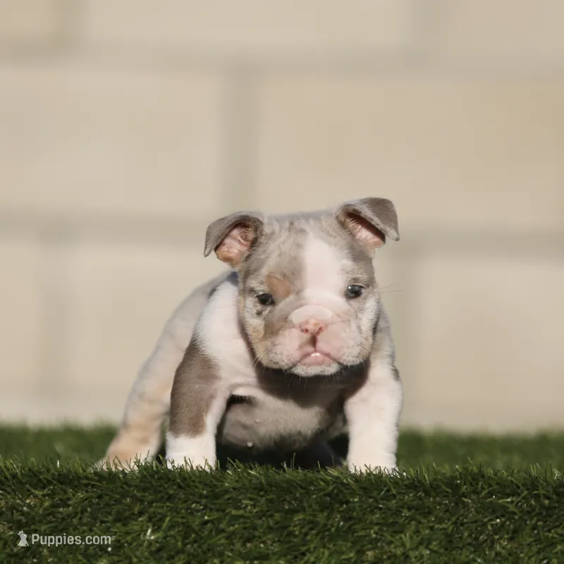 Lilac tmebb  – English Bulldog puppy for sale in Hacienda Heights, CA