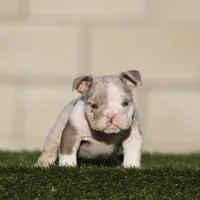 Lilac tmebb , a male English Bulldog for sale in Hacienda Heights, CA – 1 of 2