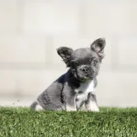F blue n tan fbb , a male French Bulldog for sale in Hacienda Heights, CA – 2 of 2