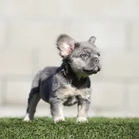 F blue n tan fbg , a female French Bulldog for sale in Hacienda Heights, CA – 2 of 3