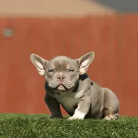 Lilac tri bb, a male American Bully for sale in Hacienda Heights, CA – 1 of 3
