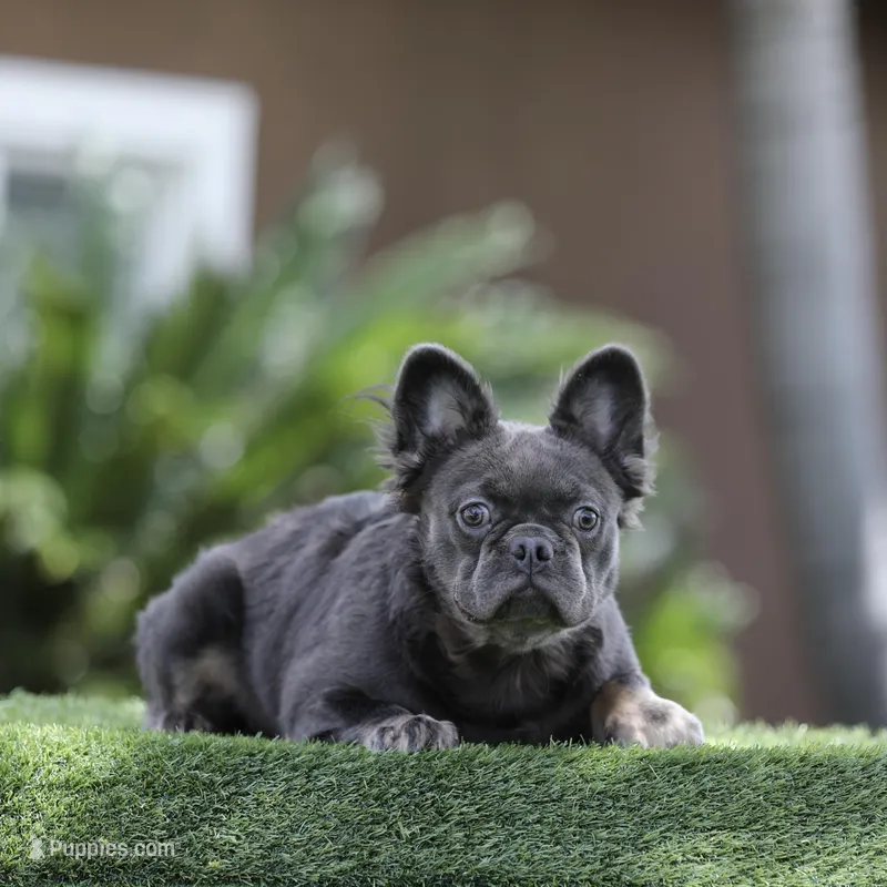 Fluffy blue n tan b – French Bulldog puppy for sale in Hacienda Heights, CA
