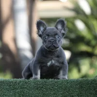 Fluffy blue n tan b, a male French Bulldog for sale in Hacienda Heights, CA – Photo 1 of 3