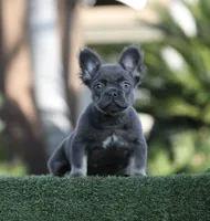 Fluffy blue n tan b, a male French Bulldog for sale in Hacienda Heights, CA – Photo 1 of 3