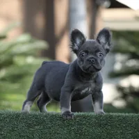 Fluffy blue n tan b, a male French Bulldog for sale in Hacienda Heights, CA – Photo 2 of 3