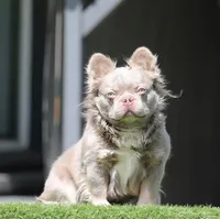 Fluffy blue n tan b, a male French Bulldog for sale in Hacienda Heights, CA – Photo 3 of 3