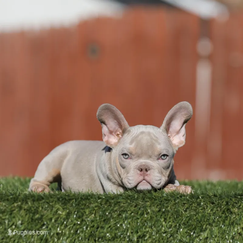 Lilac tbb , a male American Bully for sale in Hacienda Heights, CA – Photo 1 of 1