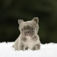 Fluffy fbg2, a female French Bulldog for sale in Hacienda Heights, CA – 2 of 5