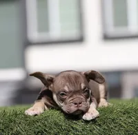 Chocolate tbb , a male American Bully for sale in Hacienda Heights, CA – 2 of 2