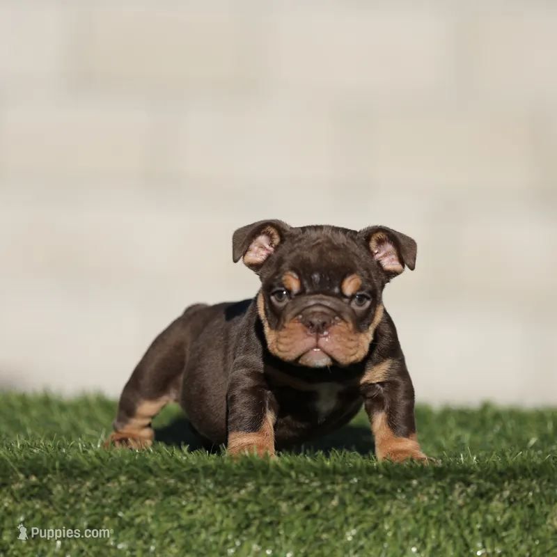 Chocolate tri ebb  – English Bulldog puppy for sale in Hacienda Heights, CA